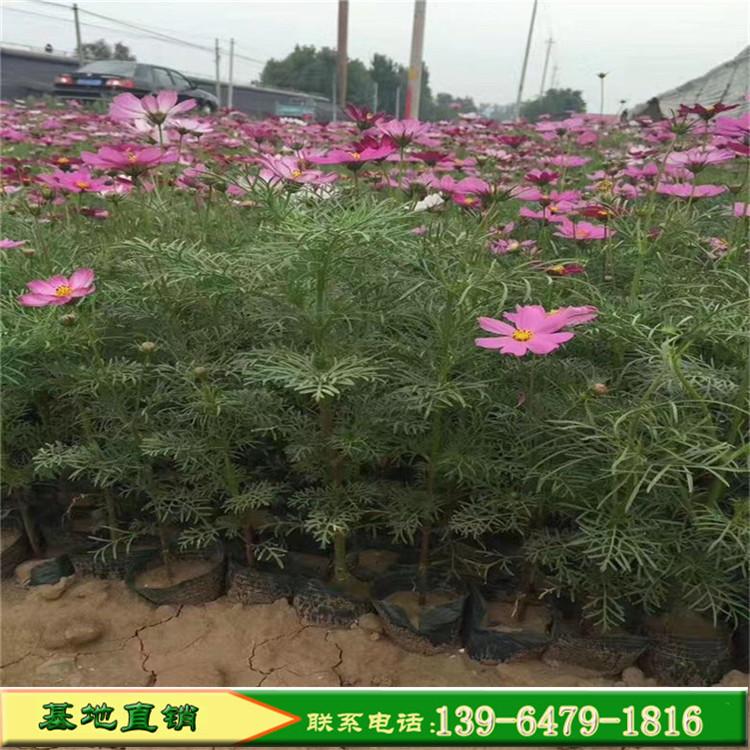 波斯菊杯苗价格 波斯菊野花组合花海多少钱 波斯菊种植基地