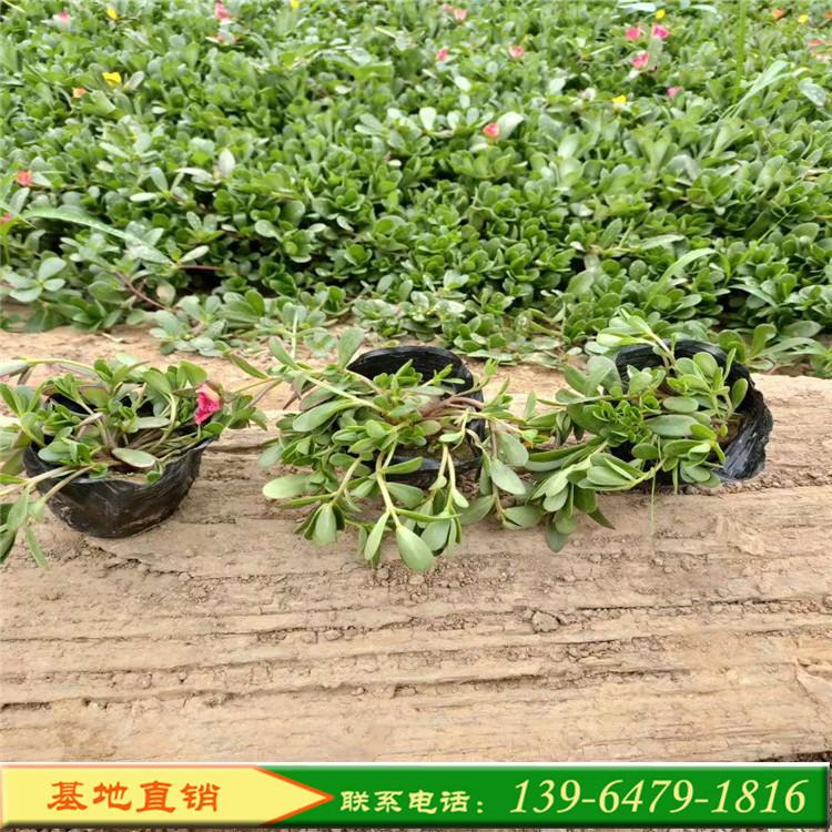 种植基地直销马齿苋太阳花杯苗 成活率高的绿化花草马榨菜价格