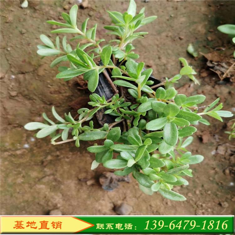 绿化花草马榨菜价格 青州盆栽太阳花 山东彩诺基地直销