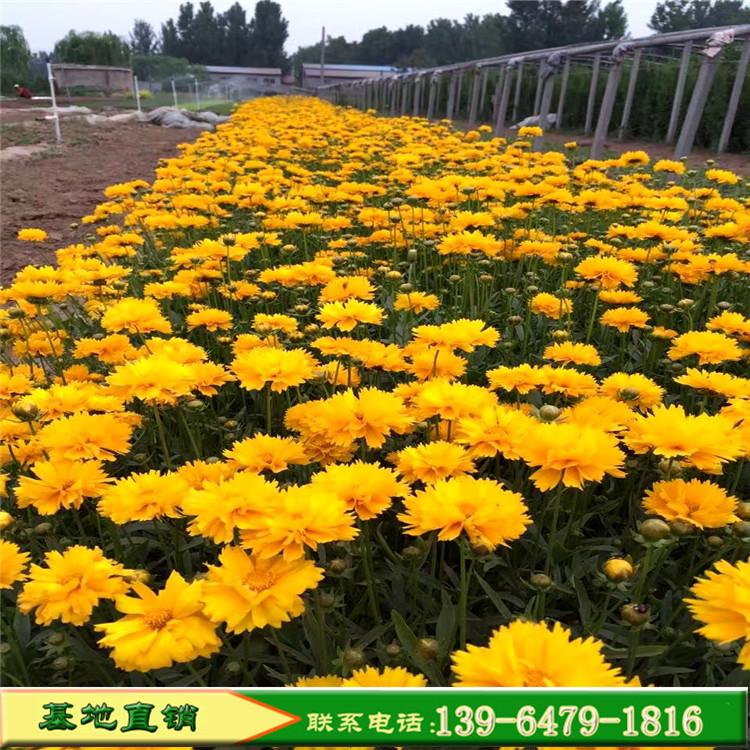 便宜的金鸡菊花 山东彩诺园艺耐寒宿根花卉 金鸡菊幼苗