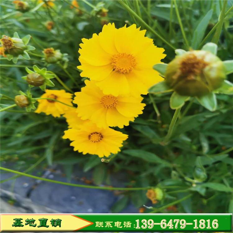 金鸡菊花海景观设计价格 多年生宿根草花金鸡菊 美丽乡村建设绿化花草