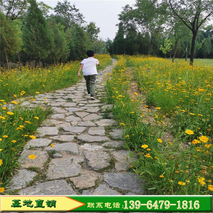 黄色花卉金鸡菊批发价格 青州金鸡菊种子价格 种植基地金鸡菊营养杯苗