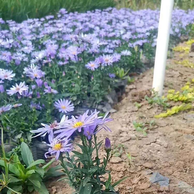 花卉高山紫菀 欧洲紫菀耐寒抗热耐旱紫菀基地 山东彩诺自种自销