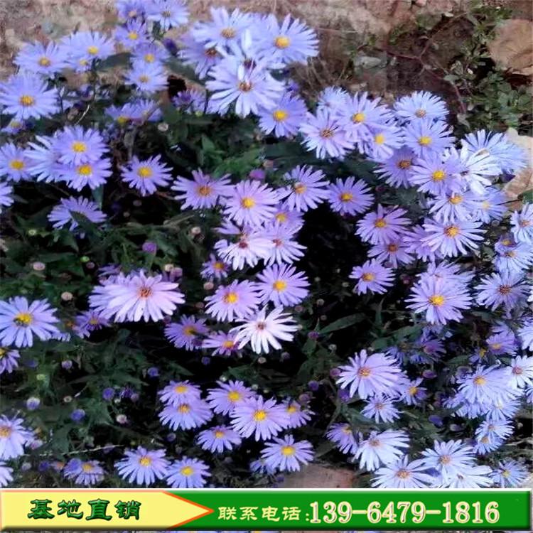 紫菀耐贫瘠适应力强 营养钵荷兰菊供应 高山紫菀花镜设计专用花卉