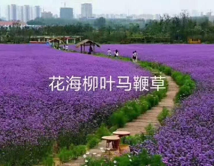 马鞭草  花海用苗马鞭草现货直供