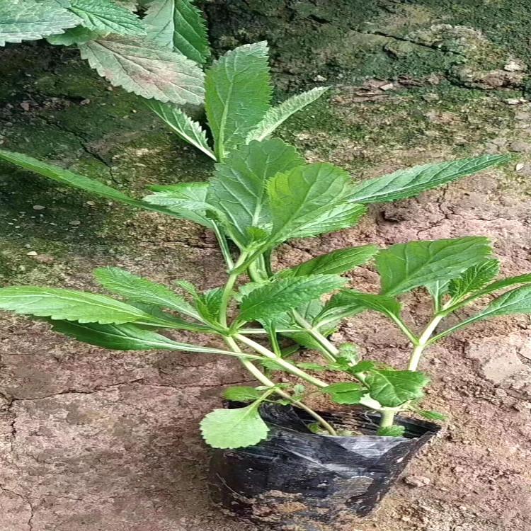 马鞭草营养杯苗  天一花卉常年供应马鞭草