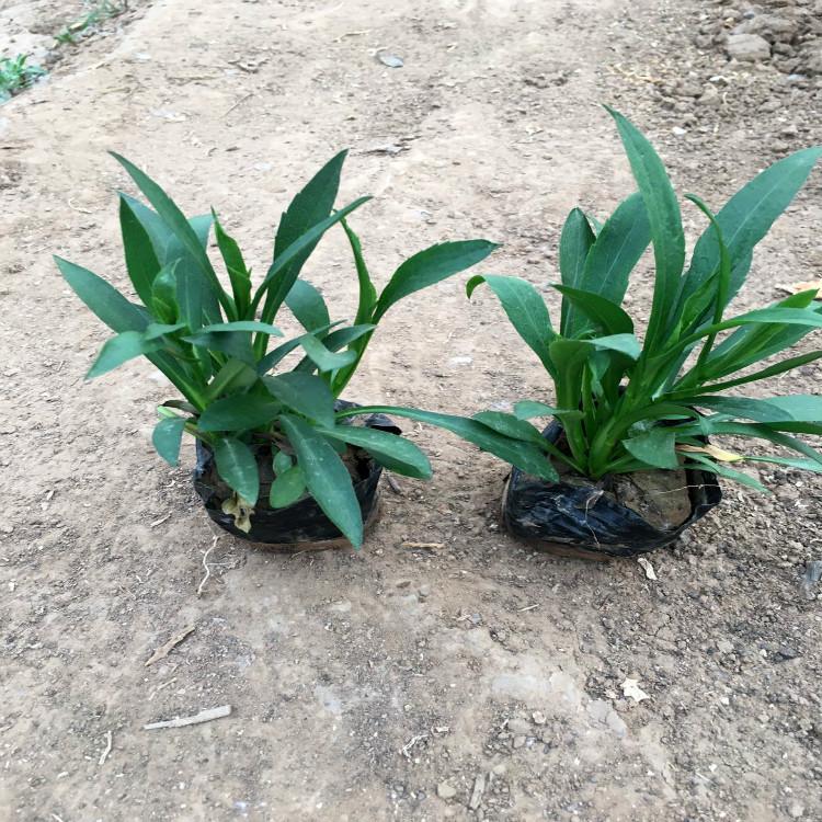 荷兰菊价格荷兰菊自家苗圃直销