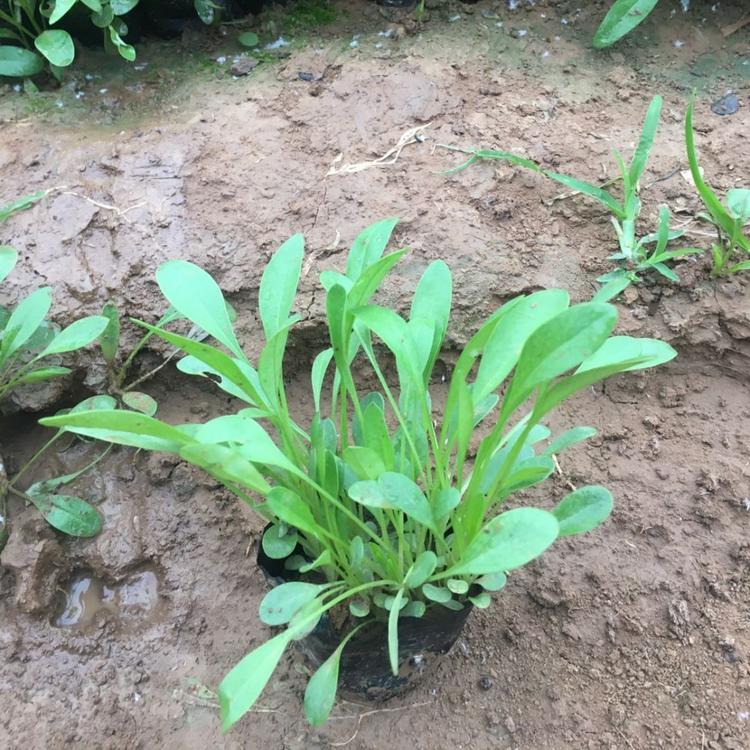 大花金鸡菊营养杯苗金鸡菊种植基地