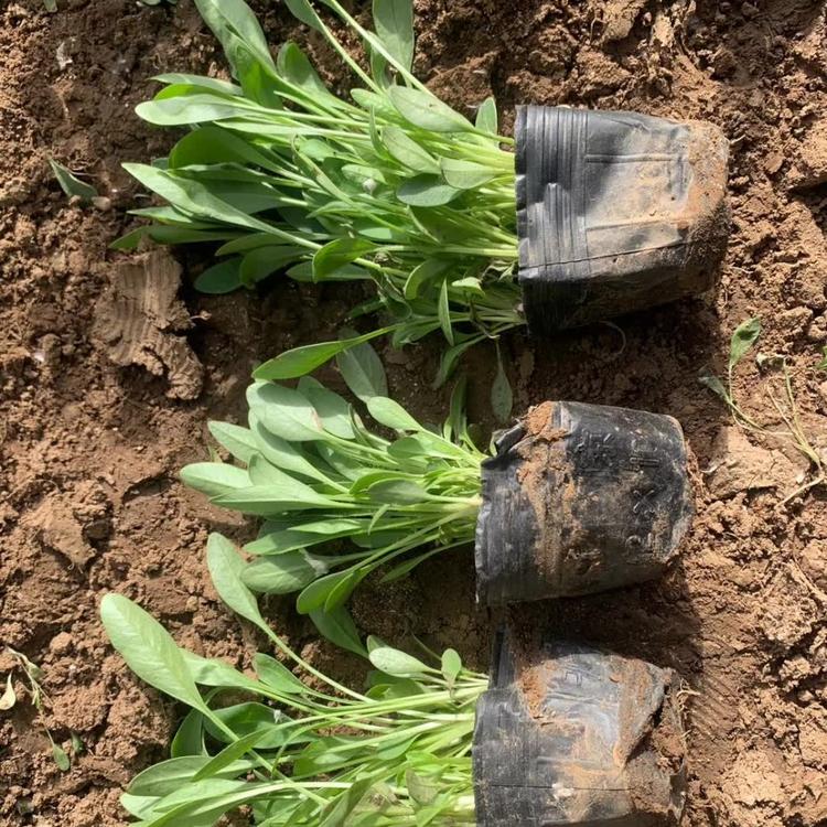 金鸡菊花海用苗金鸡菊供应商