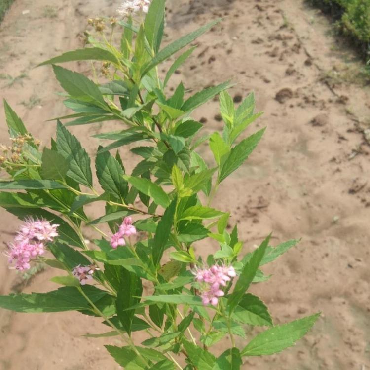 粉花绣线菊杯苗 日本绣线菊 麻叶绣线菊种植基地 青州绣线菊直销 绣线菊批发地
