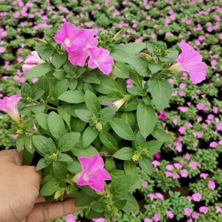垂钓牵牛 青州垂钓牵牛种植基地 垂钓牵牛杯苗直销 便宜的牵牛小苗