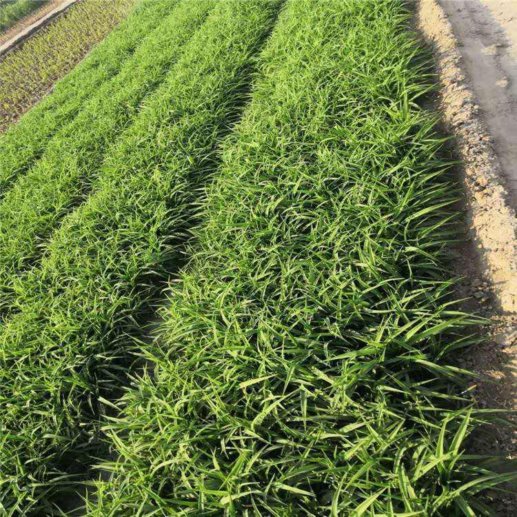 园林花坛绿化用【大花萱草】 大花萱草价格 山东大花萱草批发商