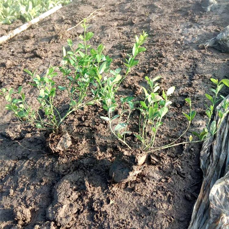 小叶扶芳藤幼苗 苗圃现货出售 小叶扶芳藤批发 价格实惠