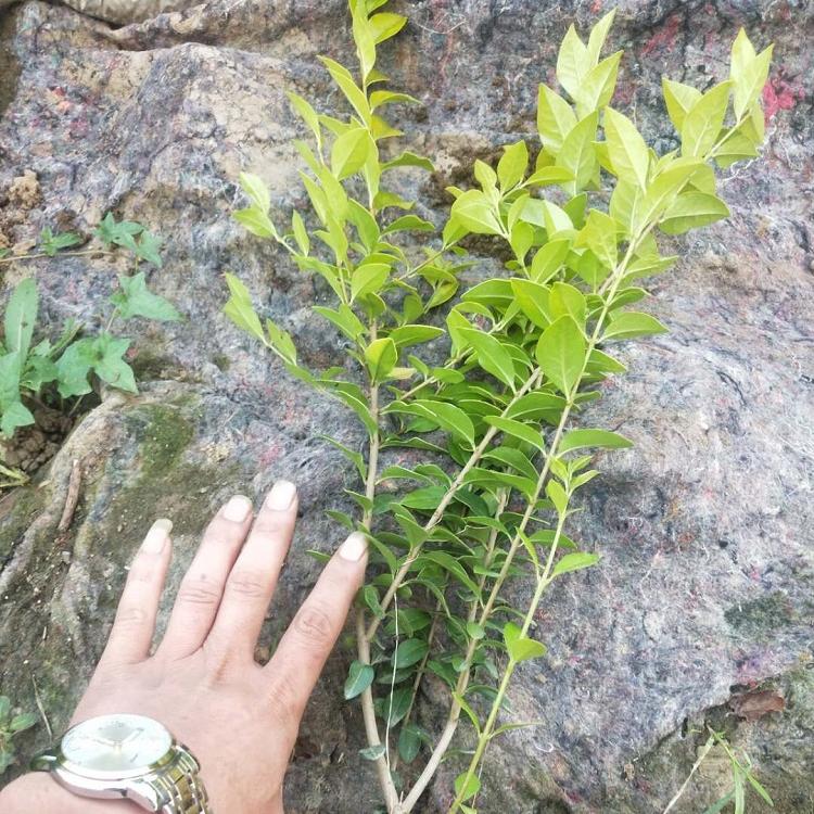 【自家苗圃种植】金叶女贞小苗 青州金叶女贞价格  金叶女贞