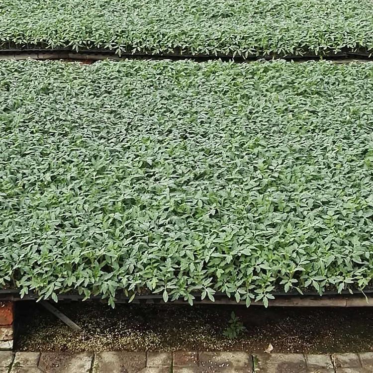 粉果番茄苗 山东 抗青枯西红柿种苗 发货快