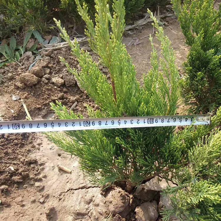 龙柏苗子 自家苗圃种植直供 龙柏绿化苗 龙柏批售 价格优惠