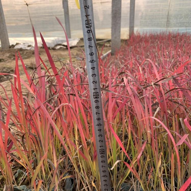 血草 日本血草 火焰日本血草 伟达花卉血草