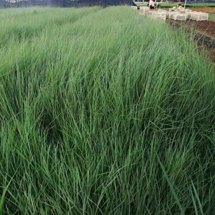 大量现货供应须叶芒    基地种植须叶芒   量大价优