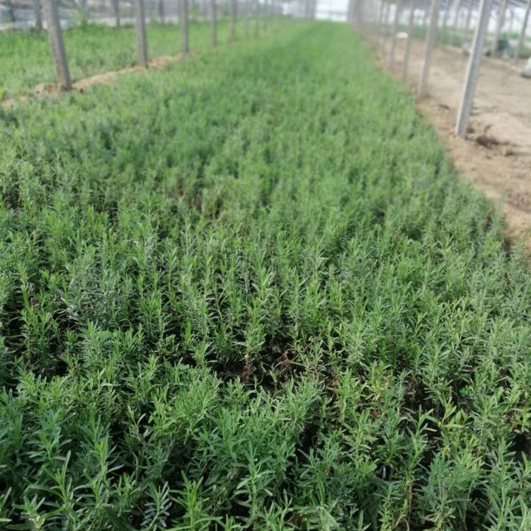 苗圃直供薰衣草小苗   薰衣草小苗报价  期待您的到来