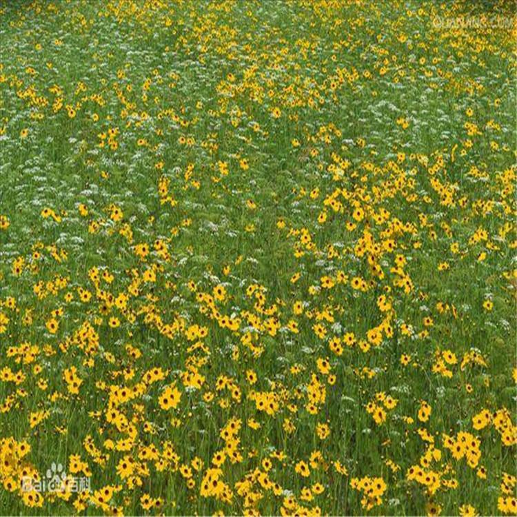 青州金鸡菊    金鸡菊价格  基地  金鸡菊量大