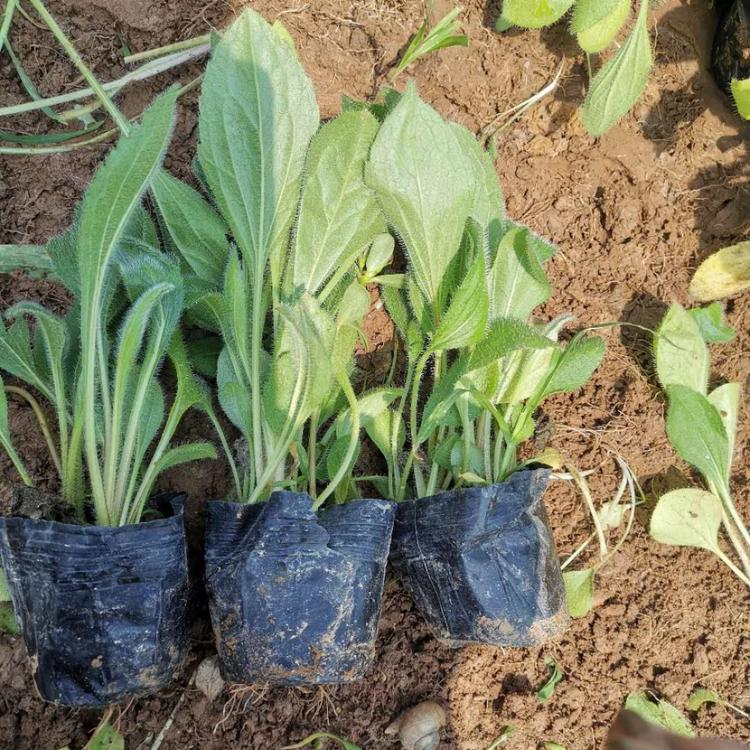 黑心菊批发  青州黑心菊价格  基地
