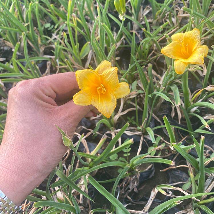 地被金娃娃萱草 草花种植基地 耐干旱 金娃娃萱草批发