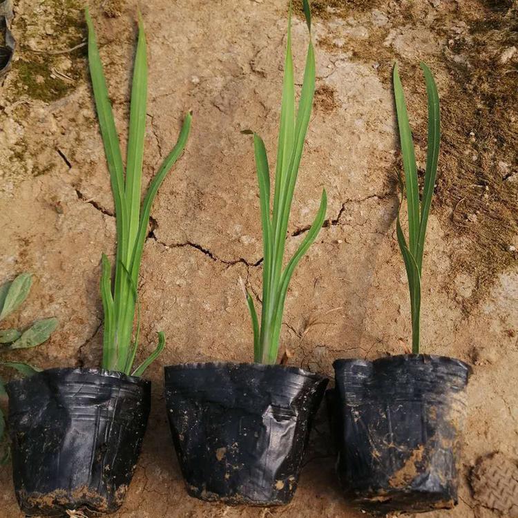 水生植物基地 香蒲批发 香蒲 好苗预定