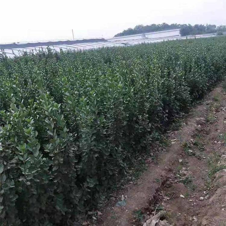 绿化工程苗北海道黄杨     北海道黄杨小苗  北海道黄杨基地