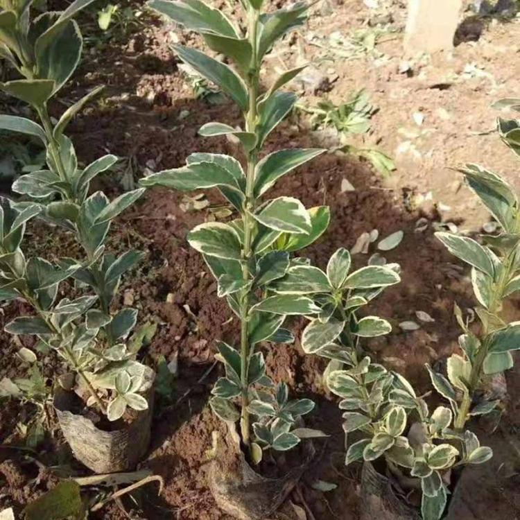 出售冬青苗  绿化用苗   冬青种植培育基地  批发冬青