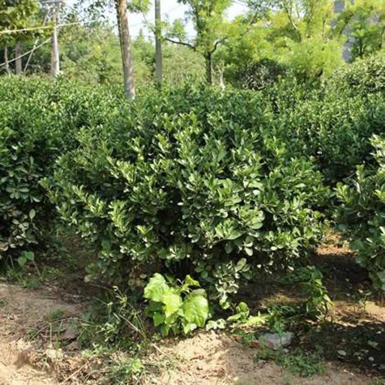 山东冬青种植基地    冬青批发价格    大量供应冬青苗