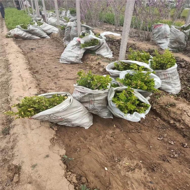 基地直销精品卫矛  卫矛报价
