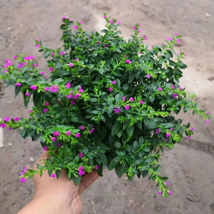 精品满天星大量出售  满天星报价