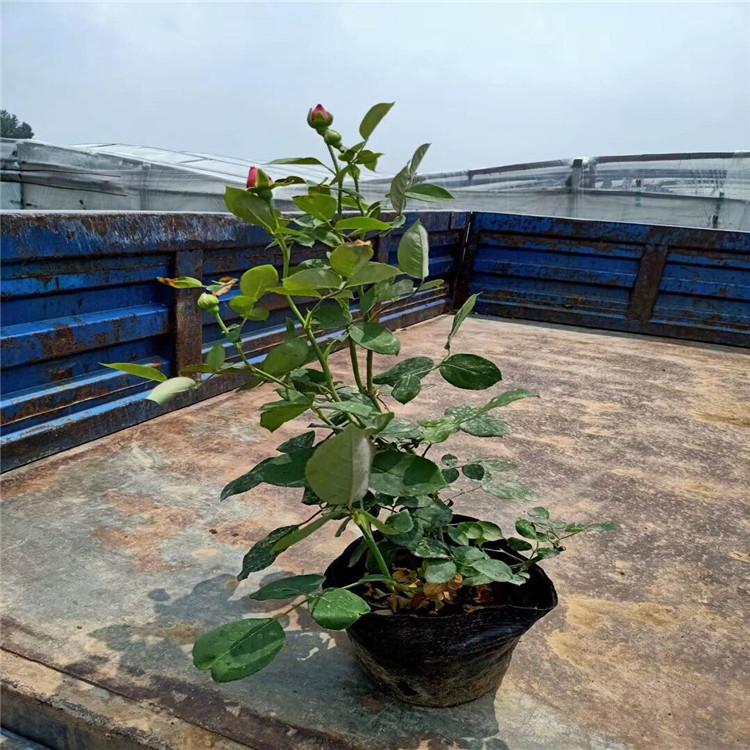 大花月季  月季种植基地  大花月季报价