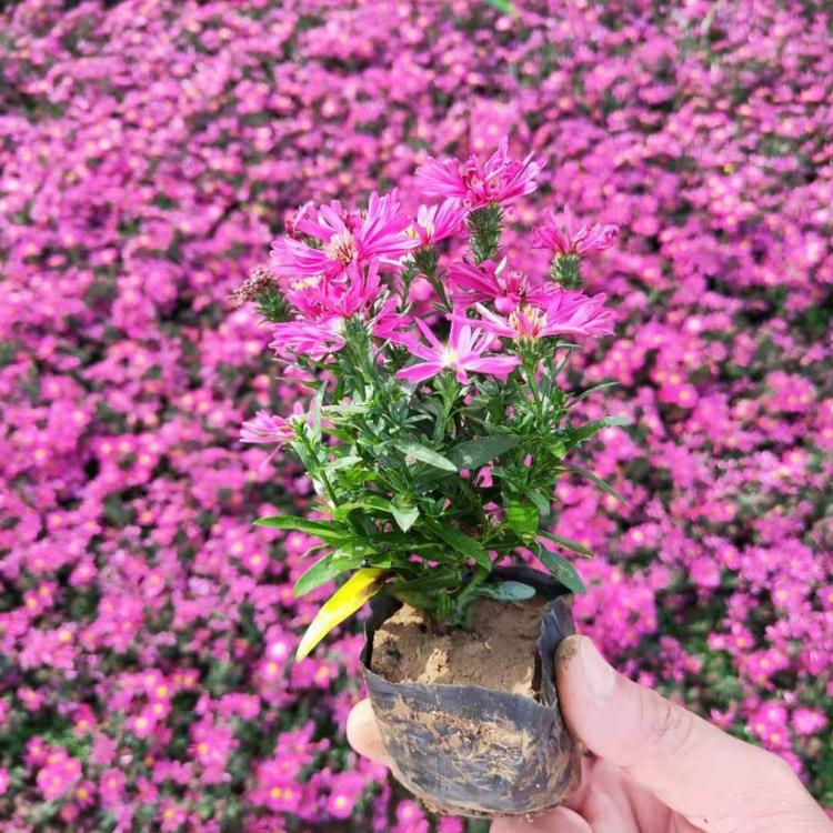 荷兰菊基地-绿化用苗荷兰菊价格-宿根荷兰菊批发