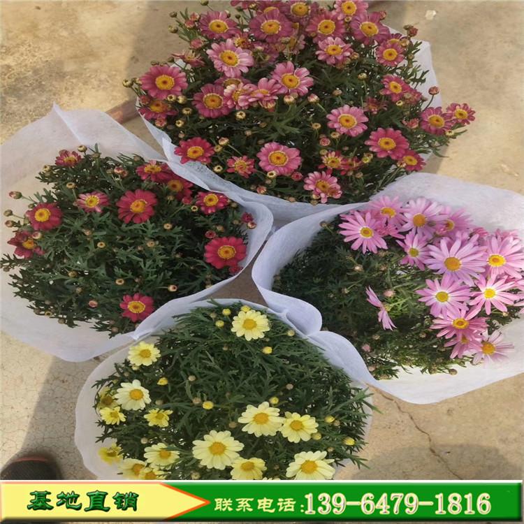 大量出售玛格丽特花 木春菊木茼蒿草花工程绿化苗 广场花卉租摆供应