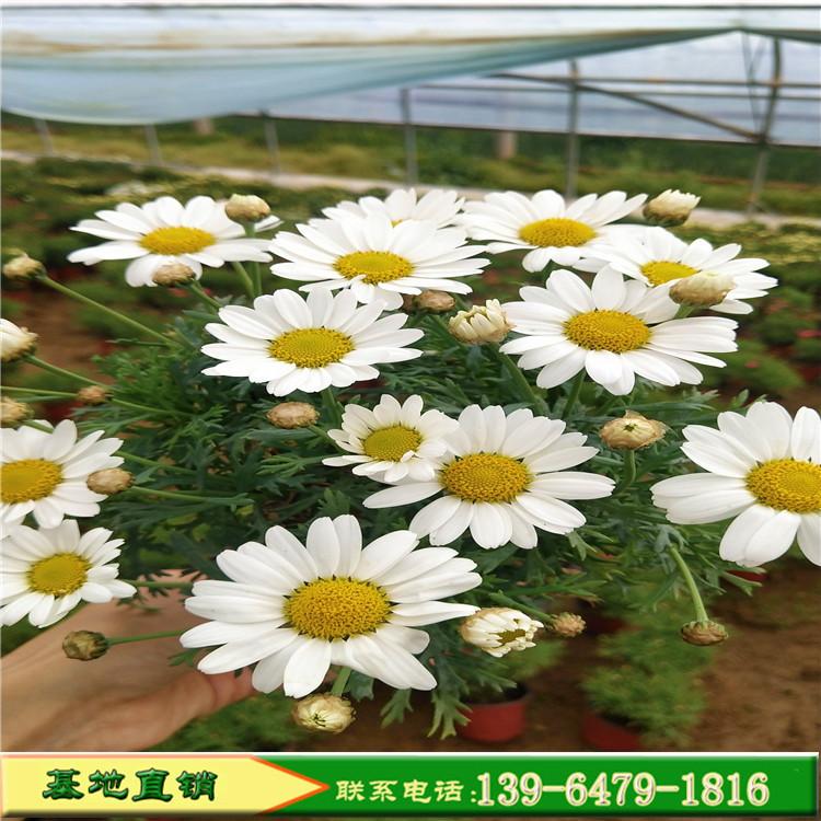 批发供应茼蒿菊种子 木春菊木茼蒿花大小苗 白色玛格丽特种植基地