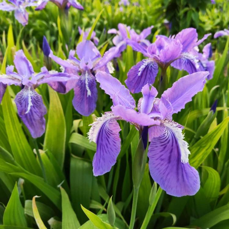 蓝花鸢尾苗批发 鸢尾盆栽 鸢尾价格