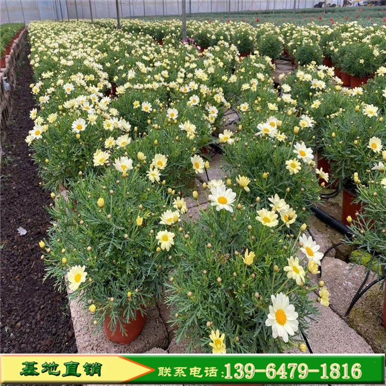 菊花盆栽花苗 黄色玛格丽特花苗 山东工程用苗花卉造型租摆