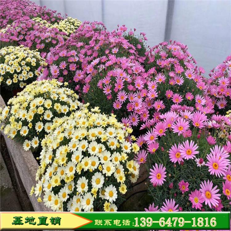 粉色玛格丽特花木春菊木茼蒿 草花工程绿化 安徽花海景观设计价格