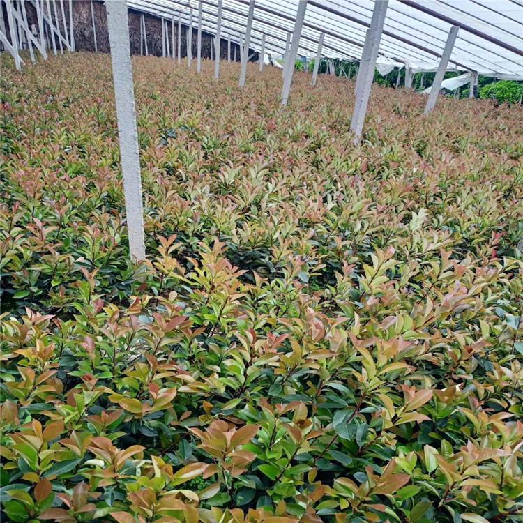 种植红叶石楠 红叶石楠价格 绿化用红叶石楠