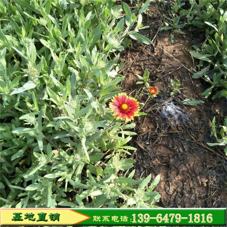 天人菊金光菊绿化工程苗 多年生耐旱耐热花卉 青州种植基地