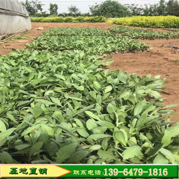 河南大花天人菊杯苗 新品上市出售 工程绿化花卉中心绿岛种植