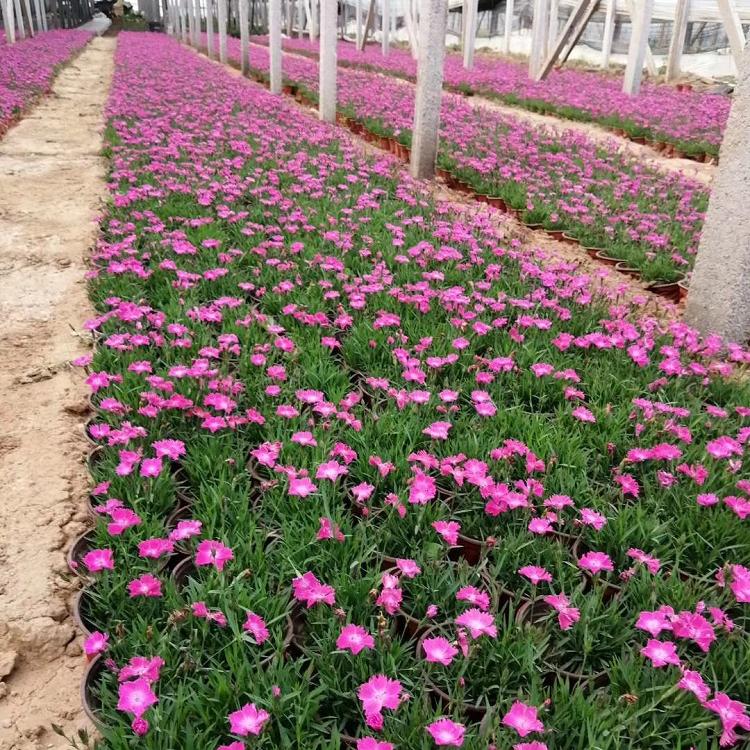 观赏欧石竹供应 鑫国欧石竹基地 草花基地欧石竹