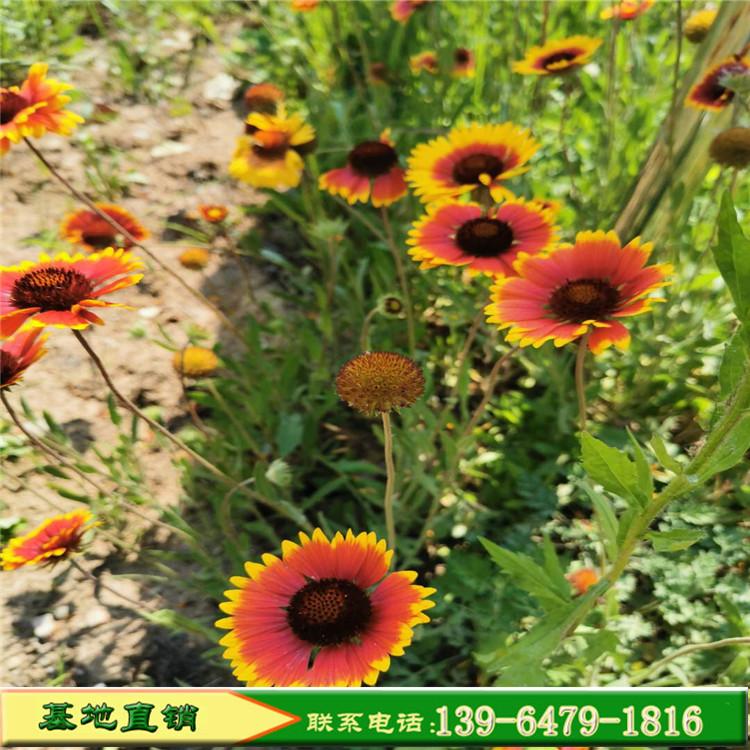 宿根花卉天人菊花海苗供应 天人菊市政园林绿化 内蒙古夏季草花价格