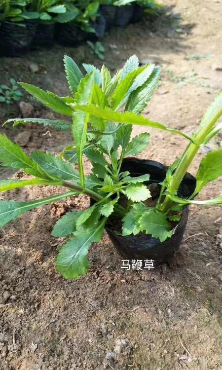 马鞭草  山东草花 柳叶马鞭草 宿根草花马鞭草