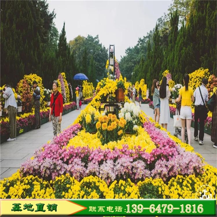 地被菊 山东青州大量供应草花地被菊 绿化园林工程菊花苗