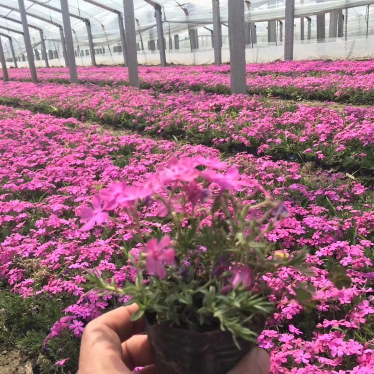芝樱价格 大量现货 粉色芝樱行情找鑫国园林