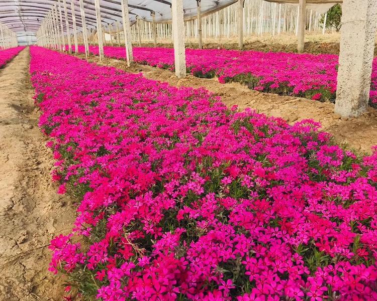 芝樱 芝樱小苗 芝樱报价来鑫国园林 大量供应