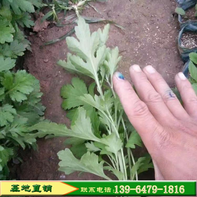 地被菊种苗市场价 观赏花卉盆栽菊花苗 耐寒型宿根花卉批发供应