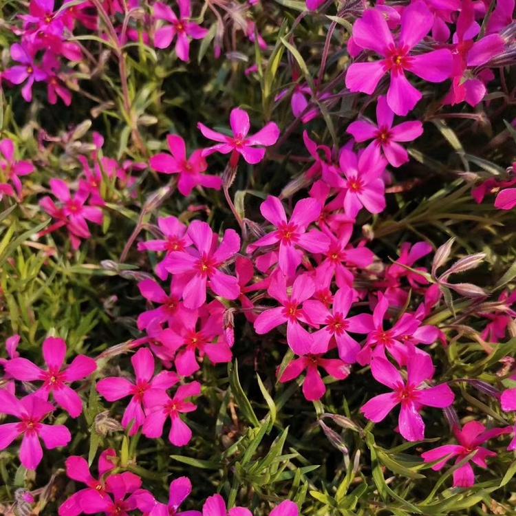 芝樱青州产地  芝樱苗福禄考 批售芝樱